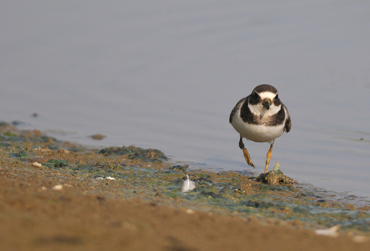 Corriere grosso e limicoli da verificare ID